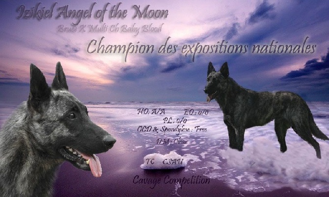 Angel of the Moon - Nouveau champion 