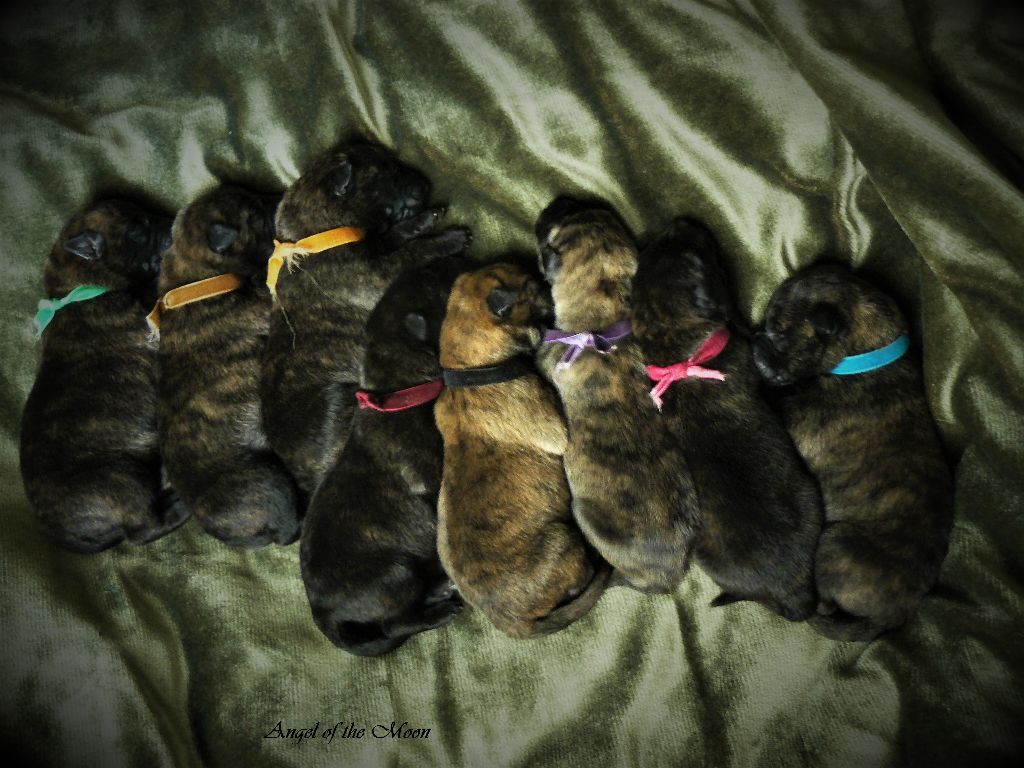 Angel of the Moon - 8 chiots !