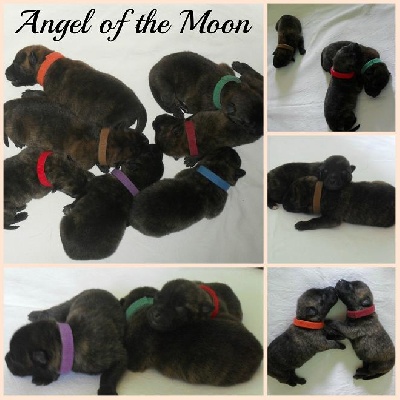 Angel of the Moon - Les bébés à 3 jours 