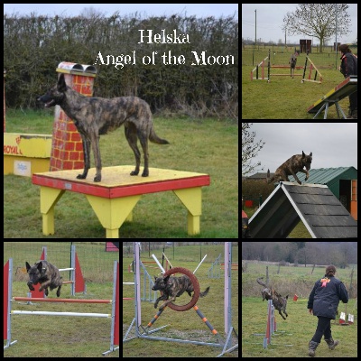 Angel of the Moon - Agility 