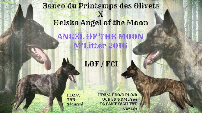 Angel of the Moon - Mariage fait !