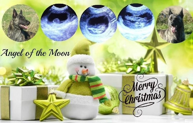 Angel of the Moon - Joyeux Noël