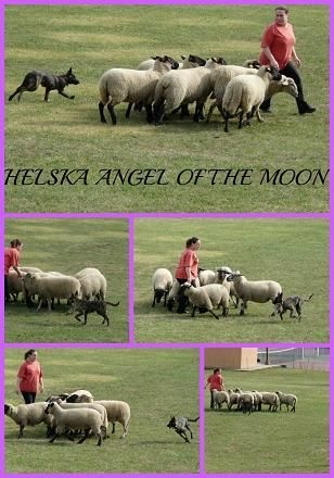 CH. Helska Angel of the Moon
