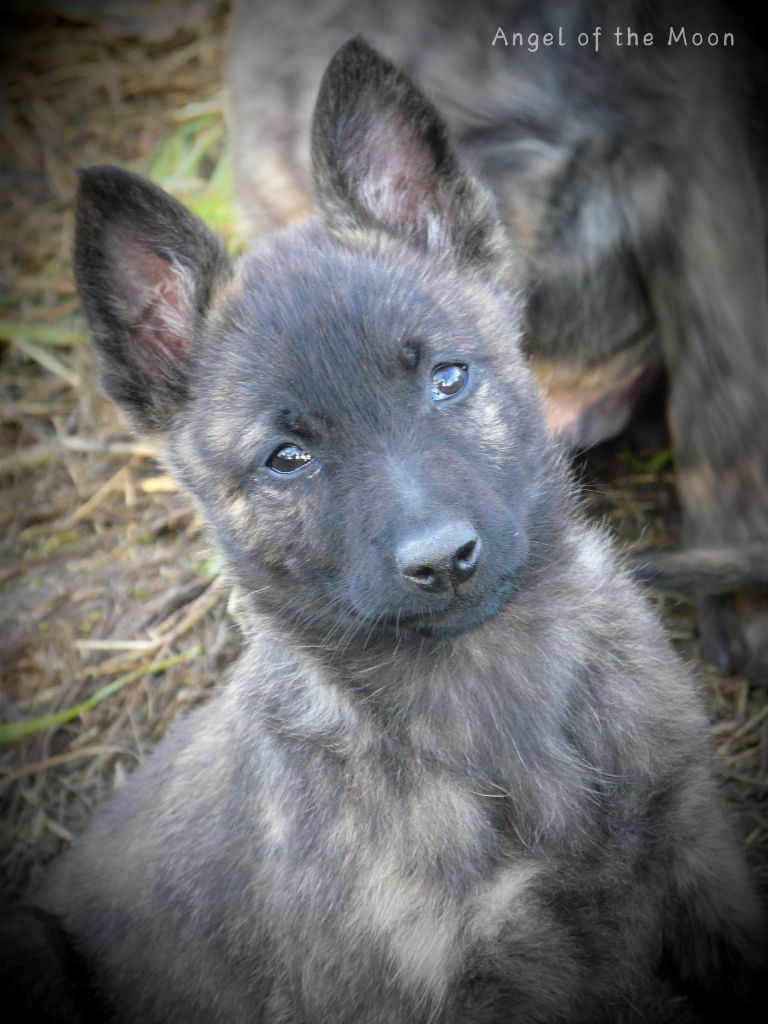 Angel of the Moon - Chiot disponible  - Berger hollandais