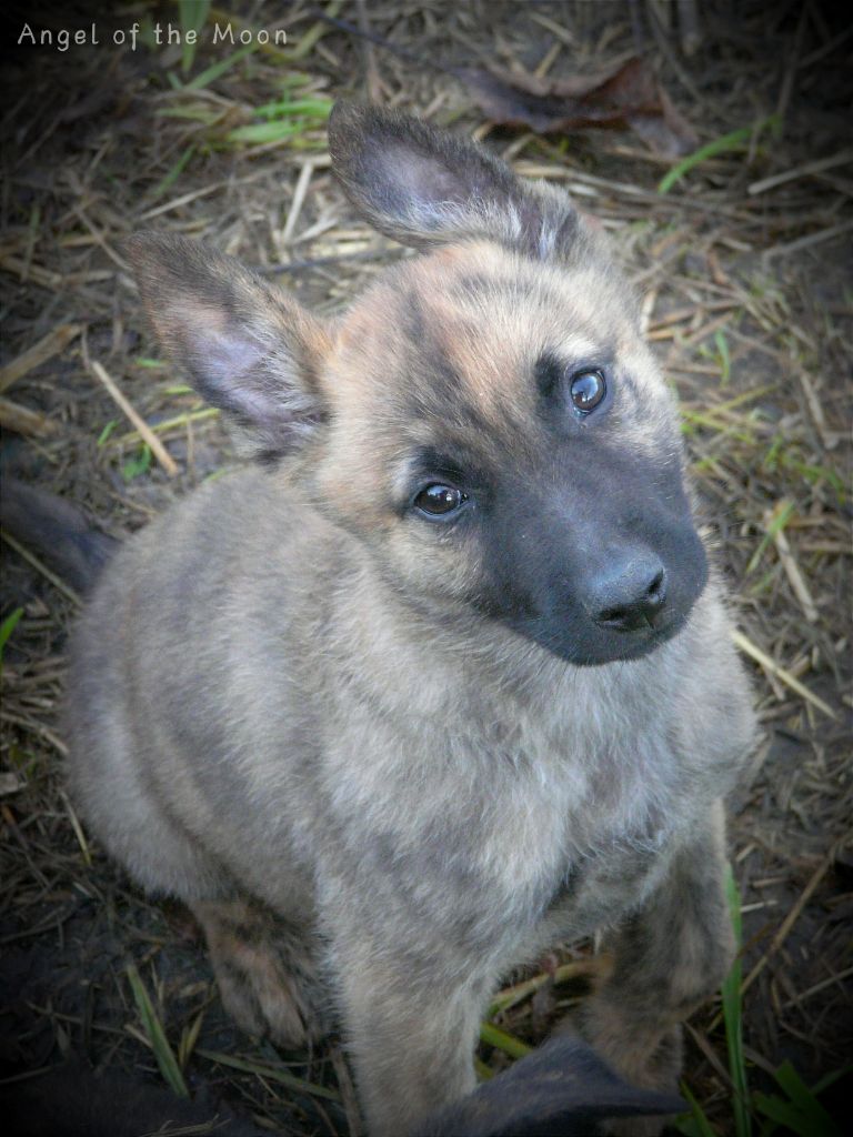 Angel of the Moon - Chiot disponible  - Berger hollandais