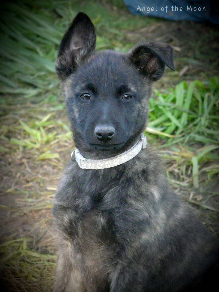 Angel of the Moon - Chiot disponible  - Berger hollandais